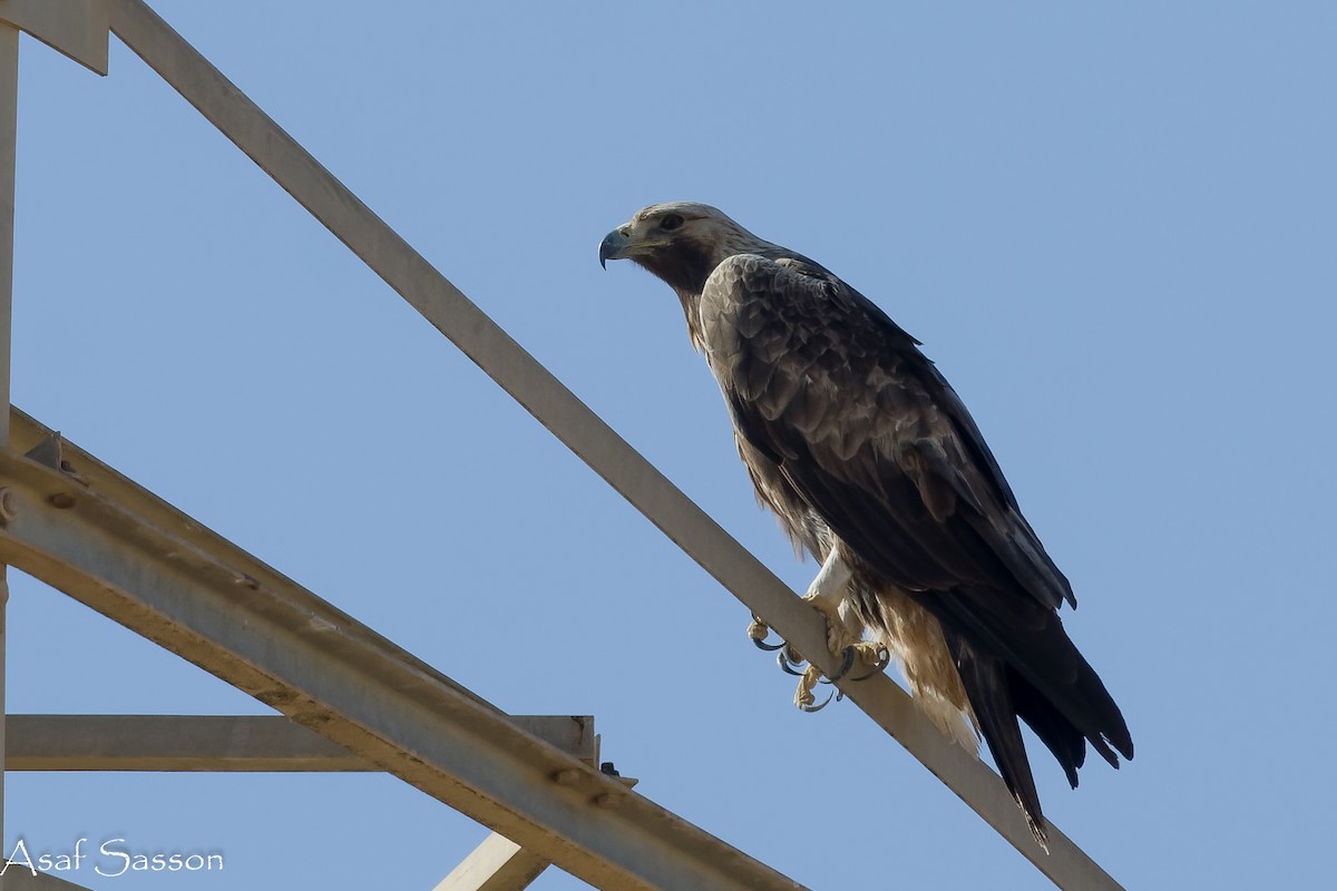 Цармын бүргэд - ML646592239