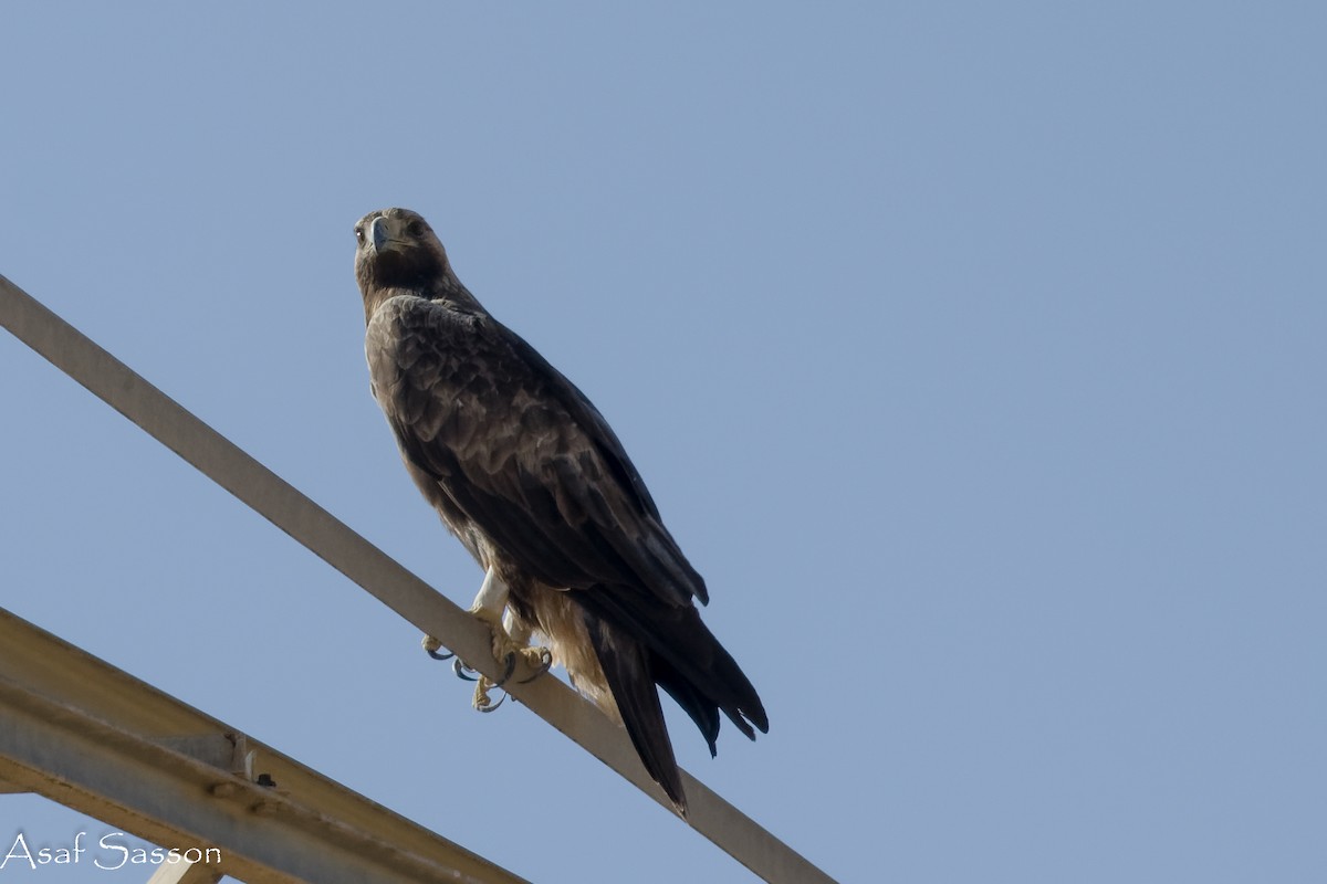 Цармын бүргэд - ML646592240