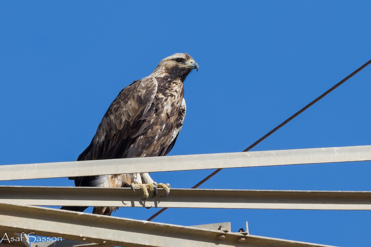 Цармын бүргэд - ML646592241