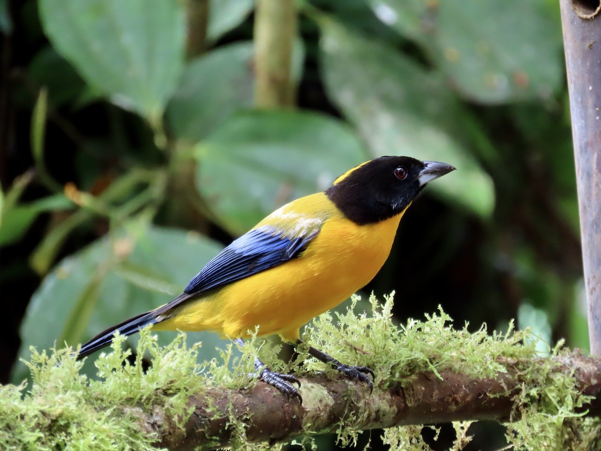 クロアゴヤマフウキンチョウ - ML646592242