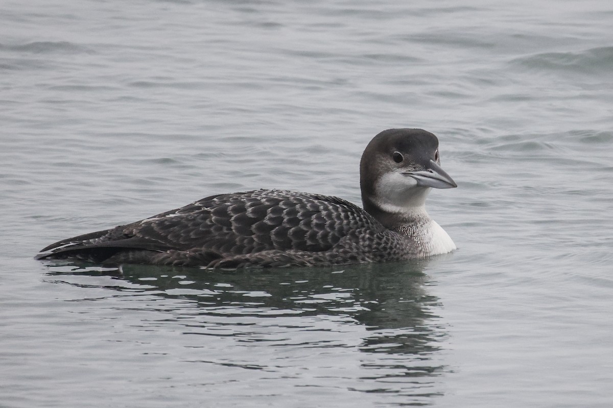 Common Loon - ML646592243