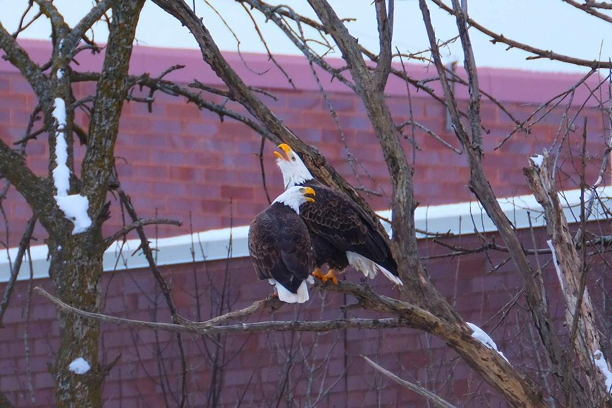 Bald Eagle - ML646592244