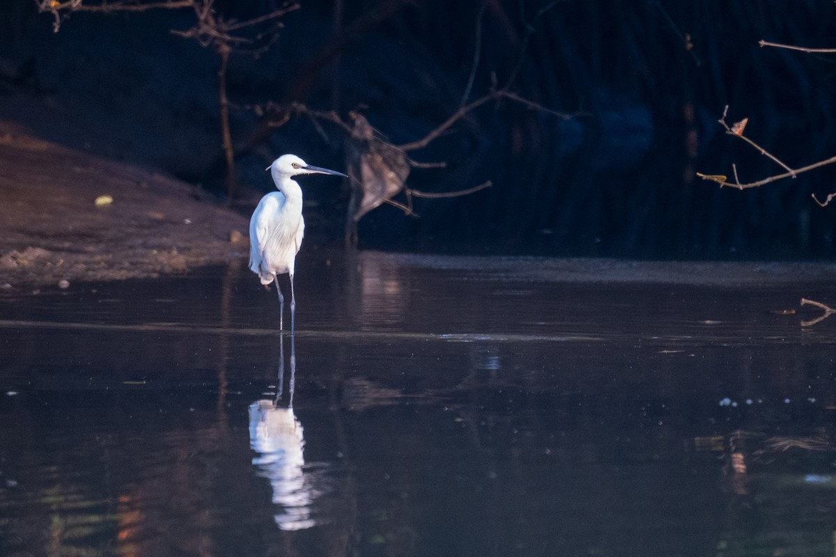 Хурган дэглий - ML646592245