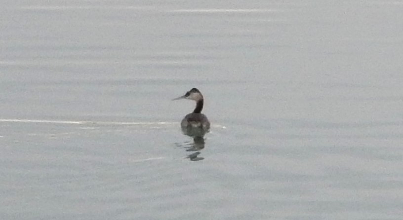 Great Grebe - ML646592246