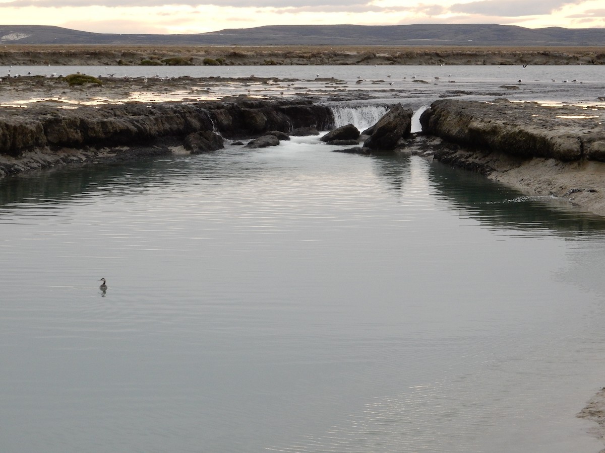 Great Grebe - ML646592247