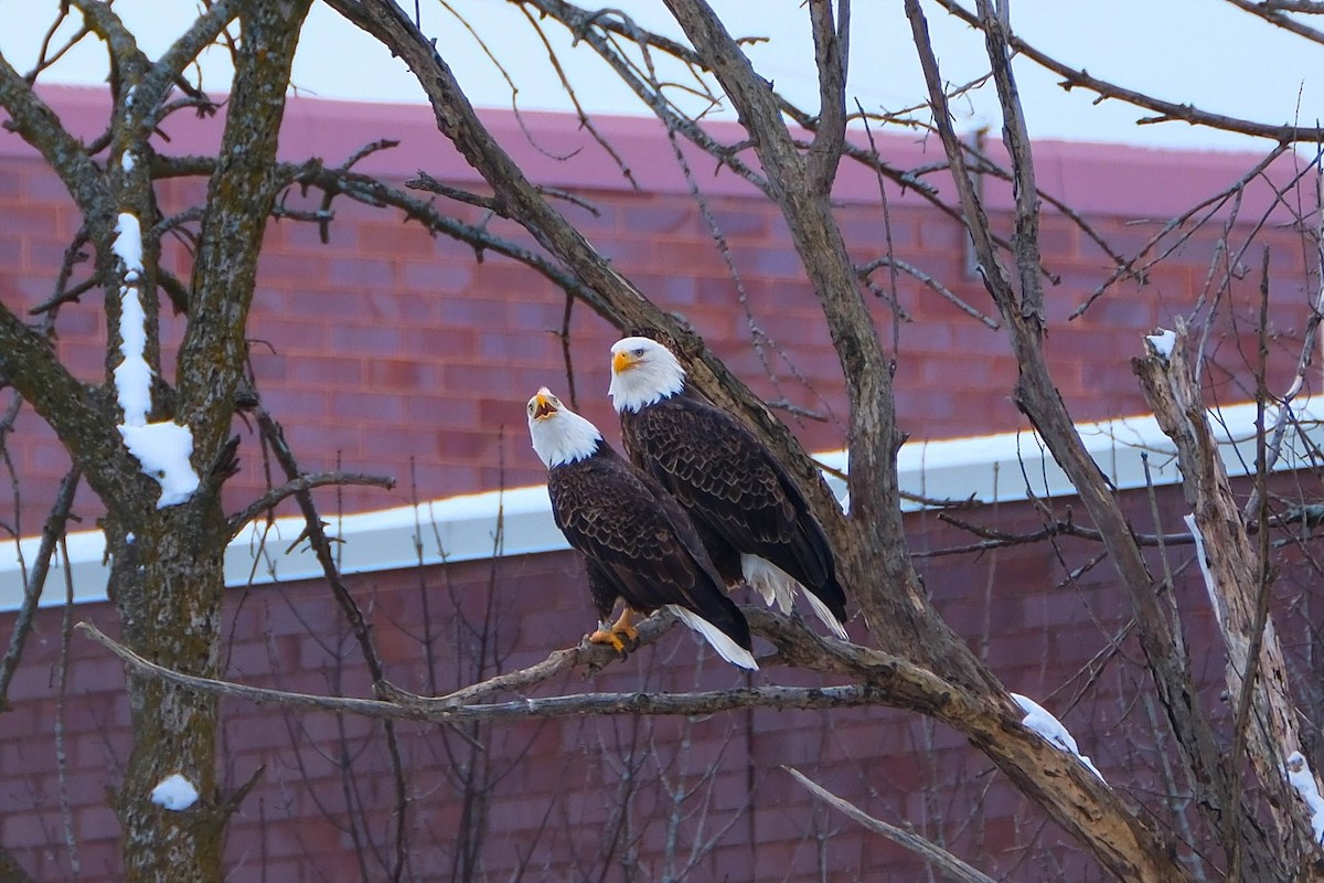 Bald Eagle - ML646592249