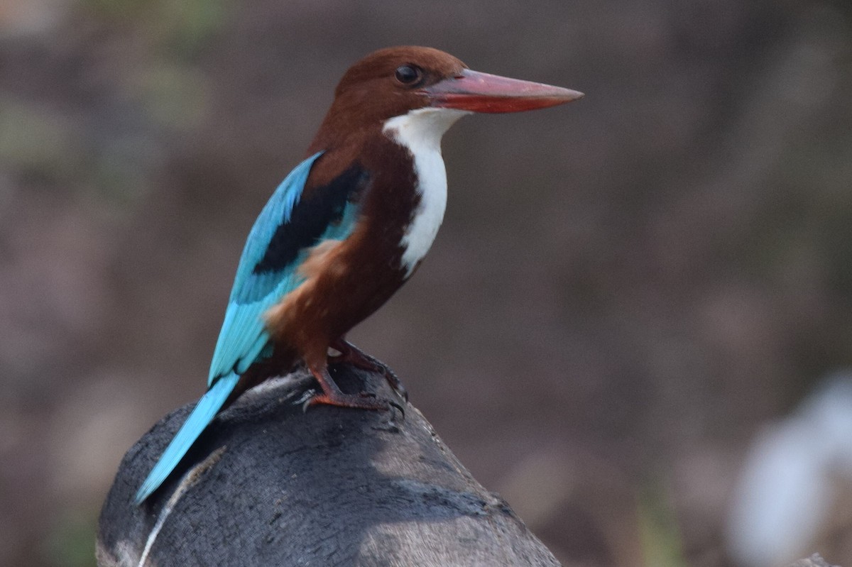 White-throated Kingfisher - ML646592250