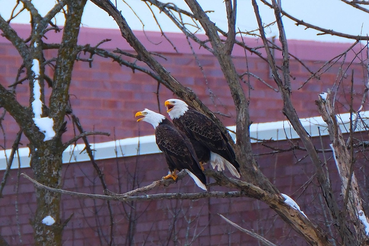 Bald Eagle - ML646592251