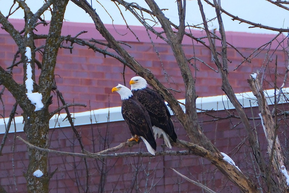 Bald Eagle - ML646592252