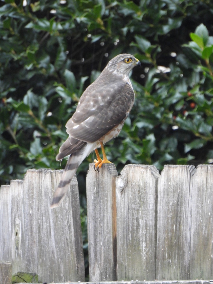 Американский перепелятник - ML646592253