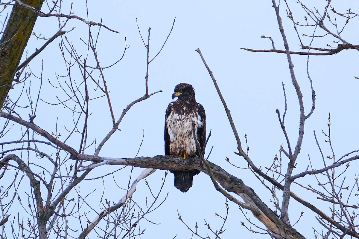 Bald Eagle - ML646592256
