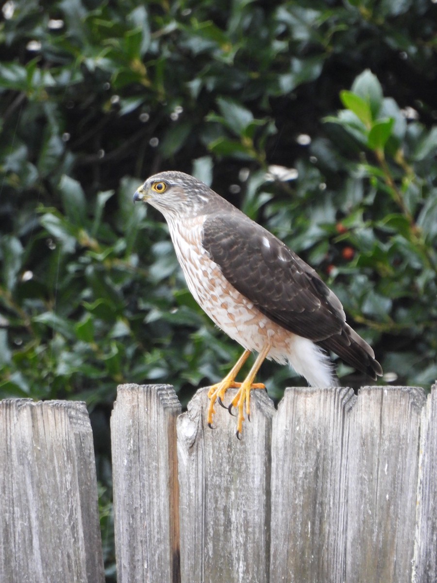 Американский перепелятник - ML646592260