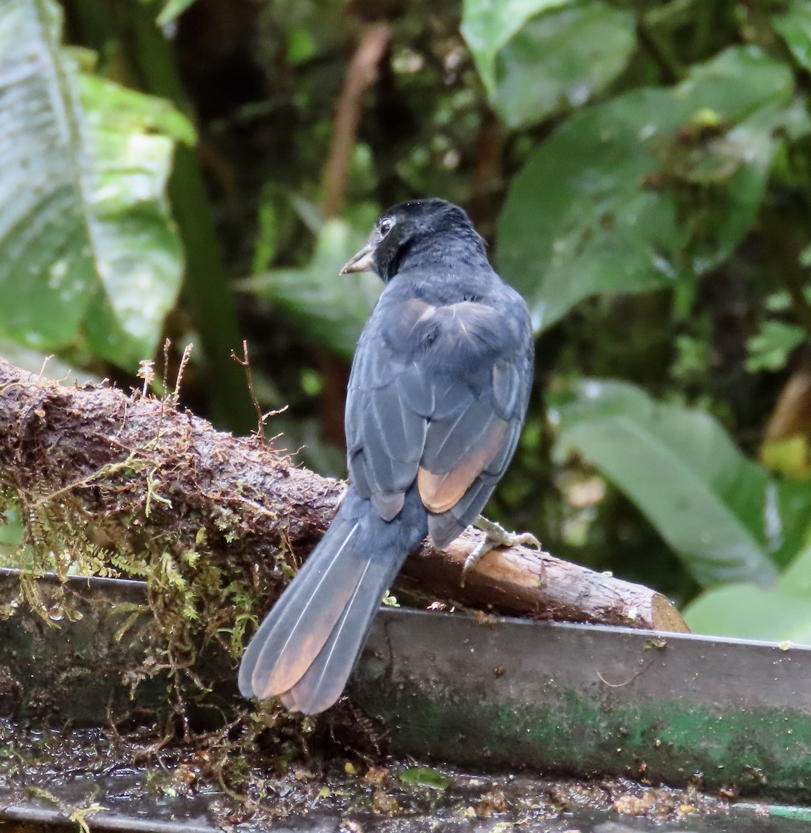 クロフウキンチョウ - ML646592262