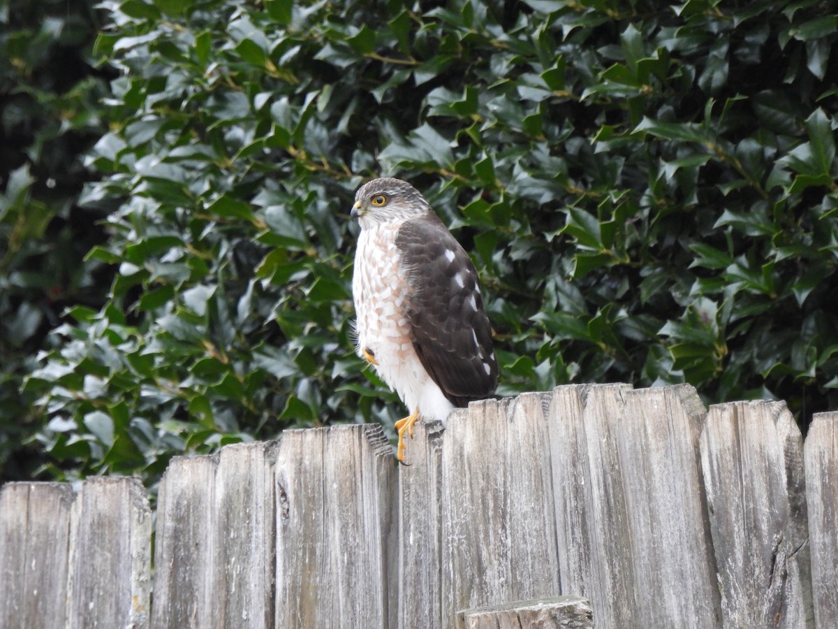 Американский перепелятник - ML646592264