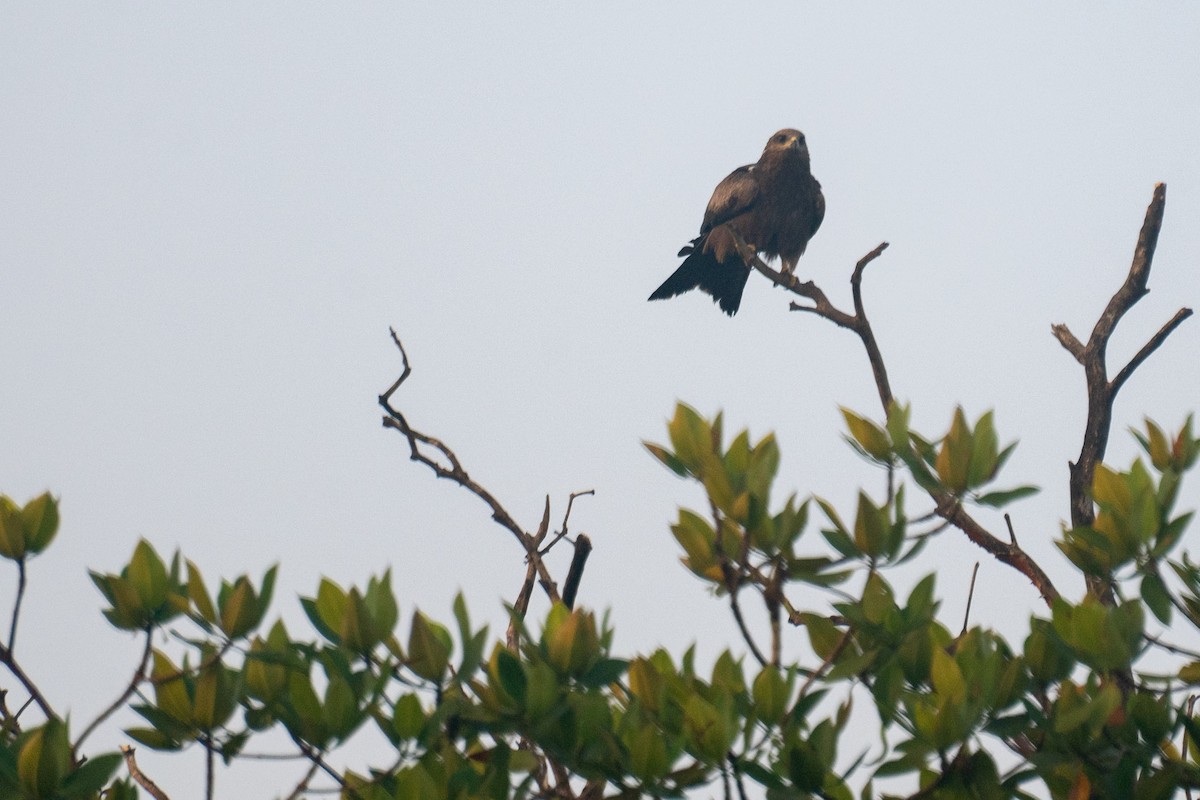 Сохор элээ - ML646592266