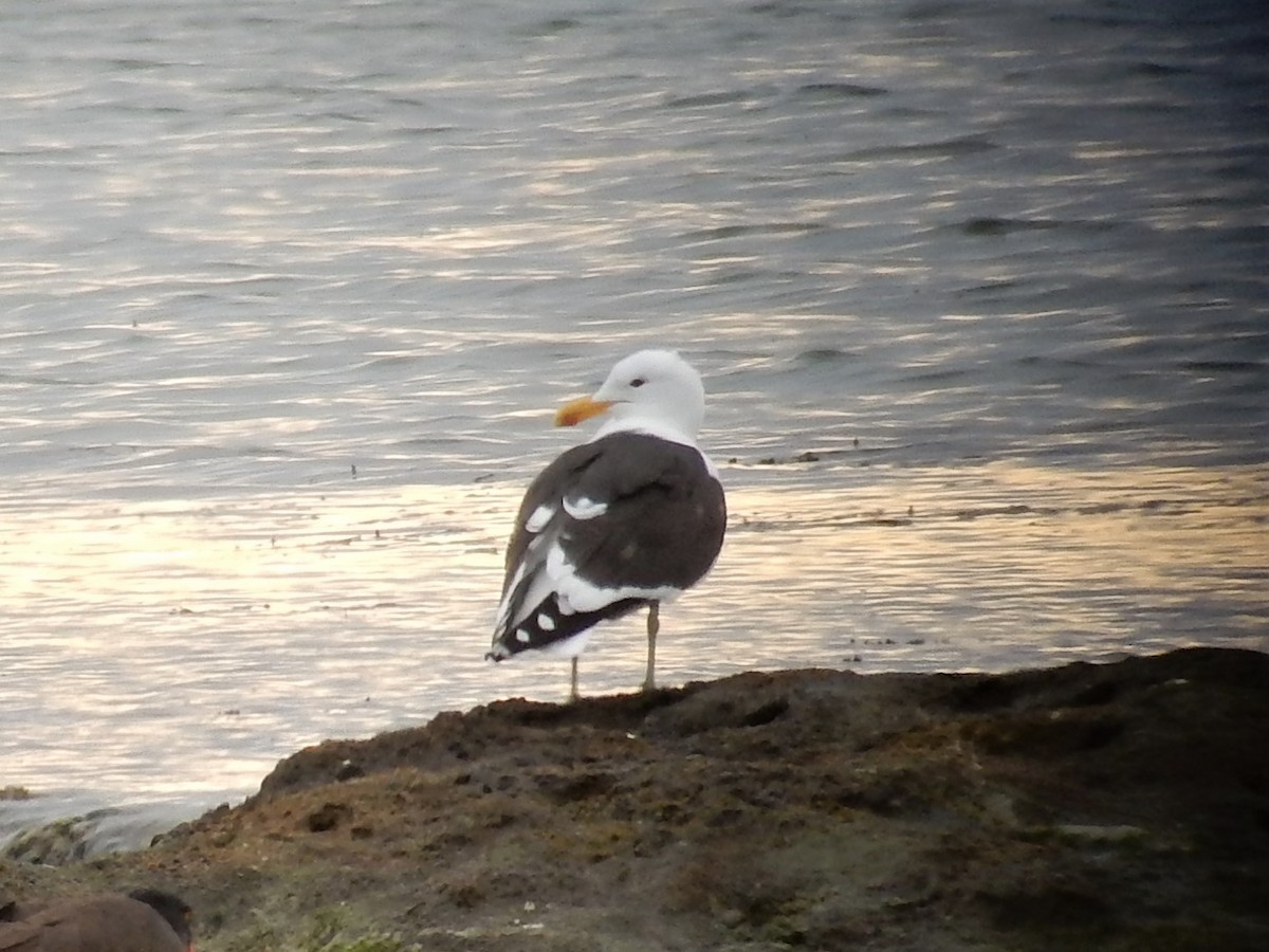 Kelp Gull (dominicanus) - ML646592272