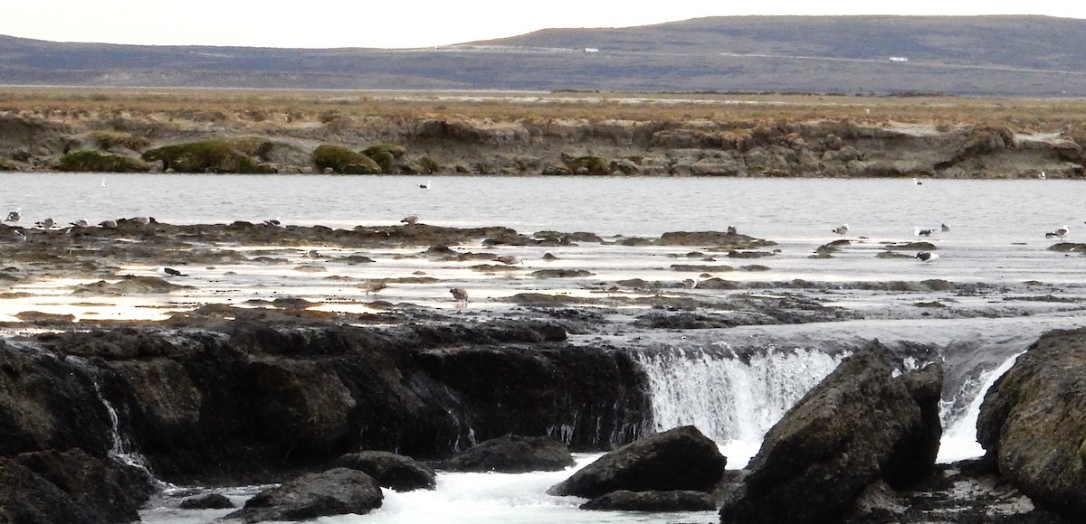 Kelp Gull (dominicanus) - ML646592273