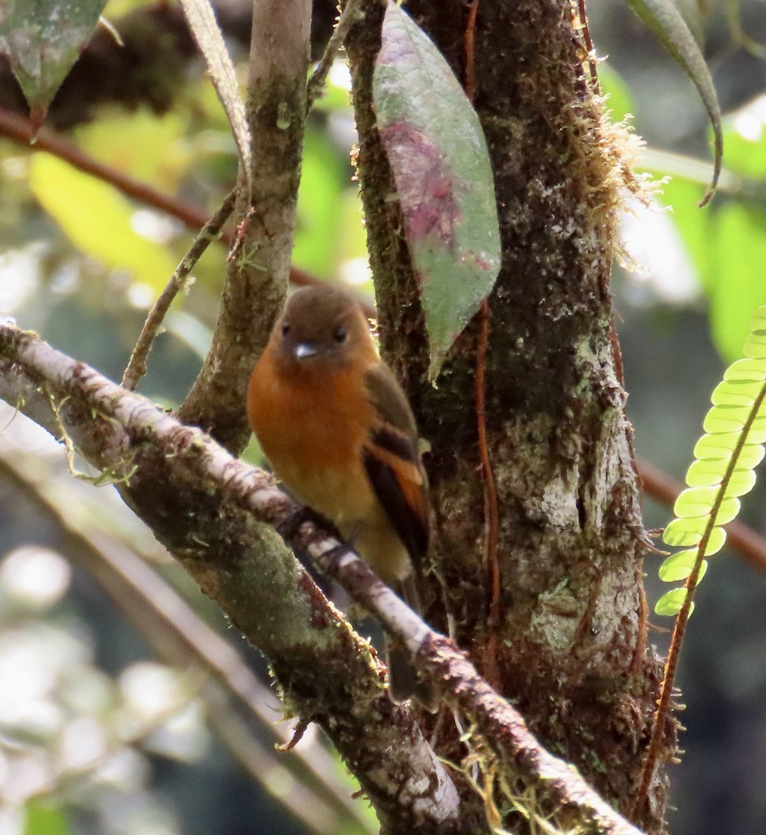 ニッケイハエトリ - ML646592274