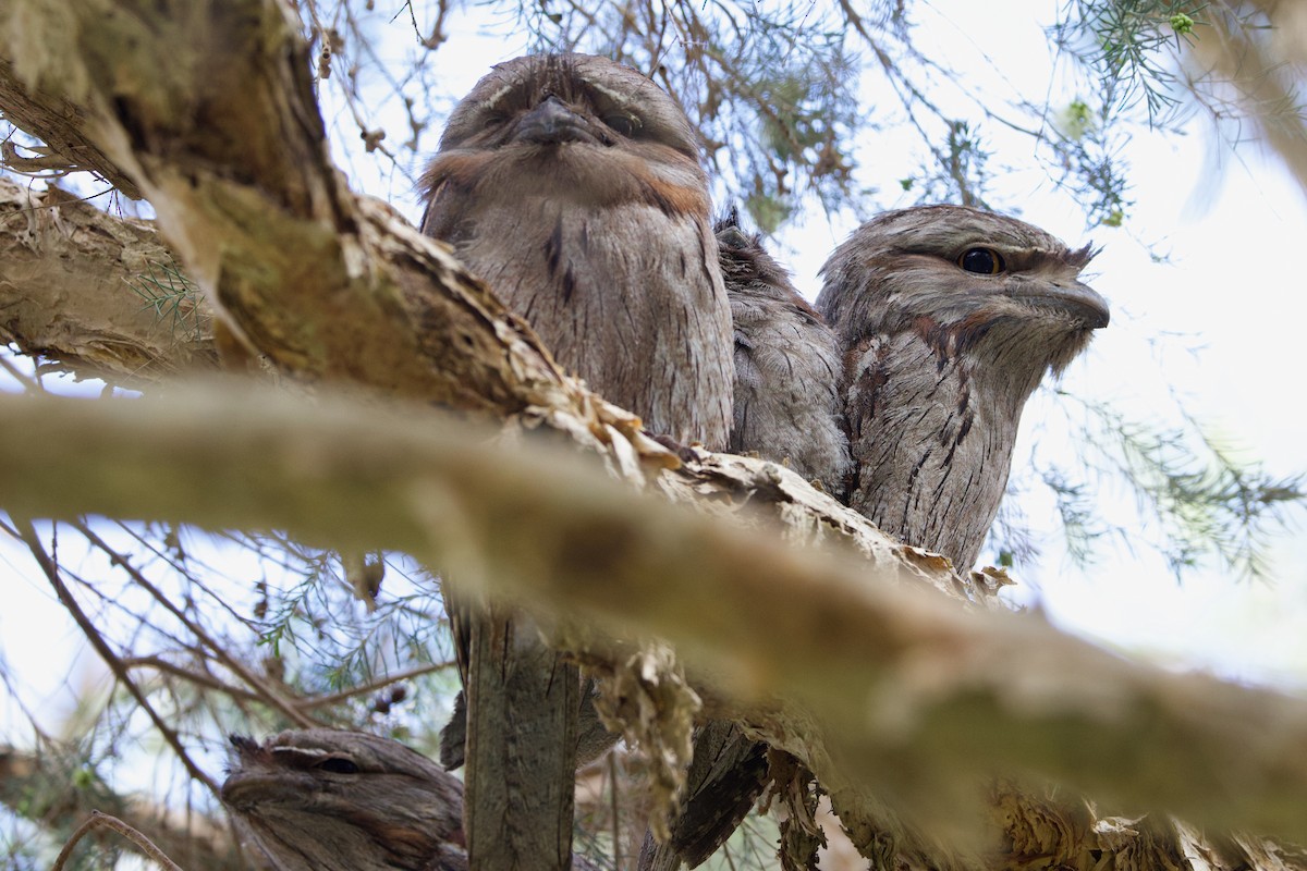 Tawny Frogmouth - ML646592279