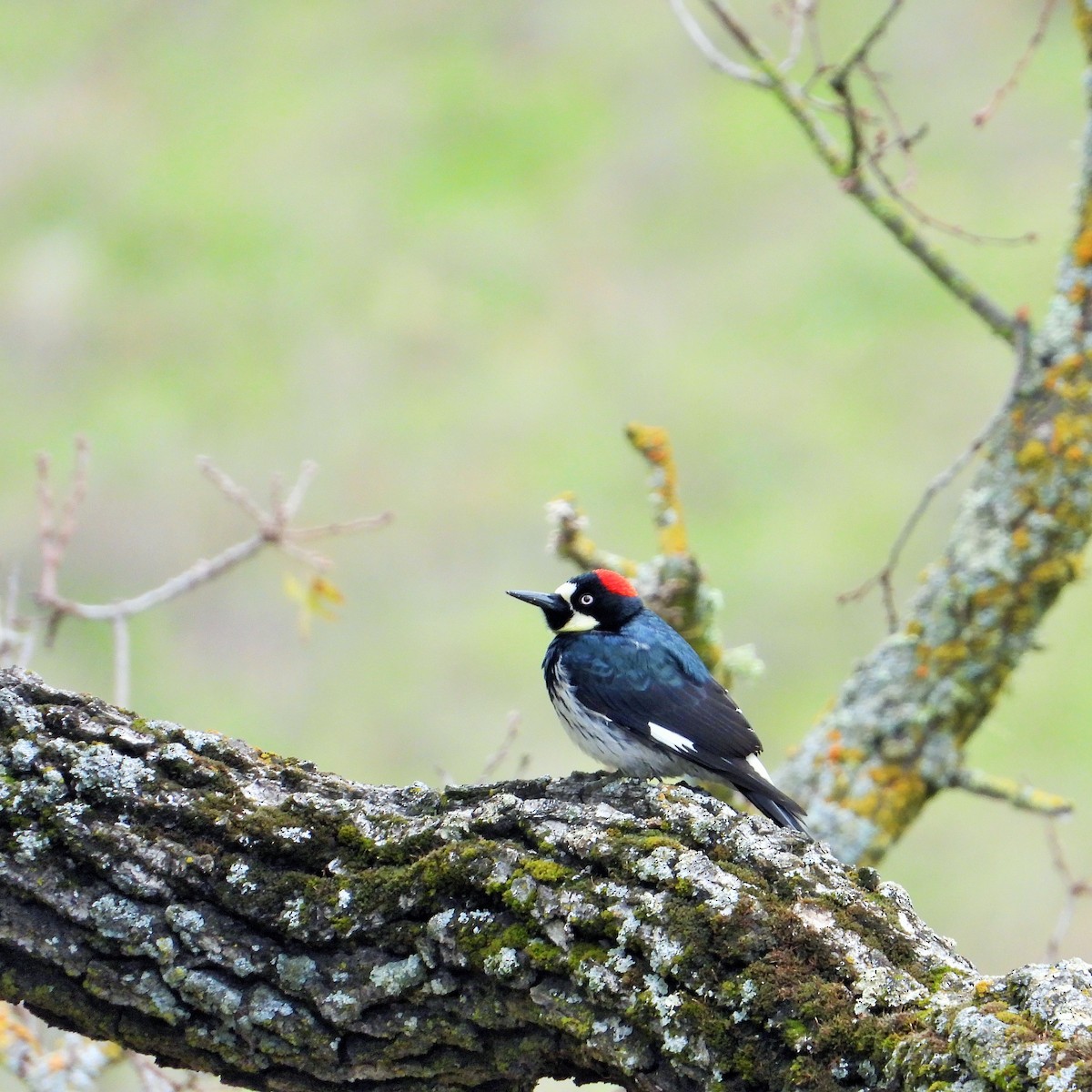 Acorn Woodpecker - ML646592280