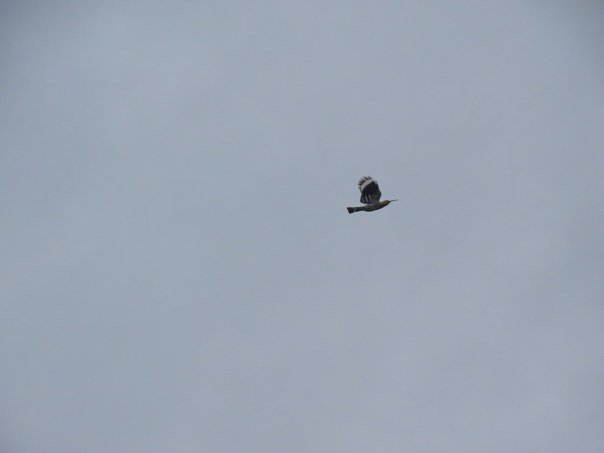 Common Hoopoe - ML646592281