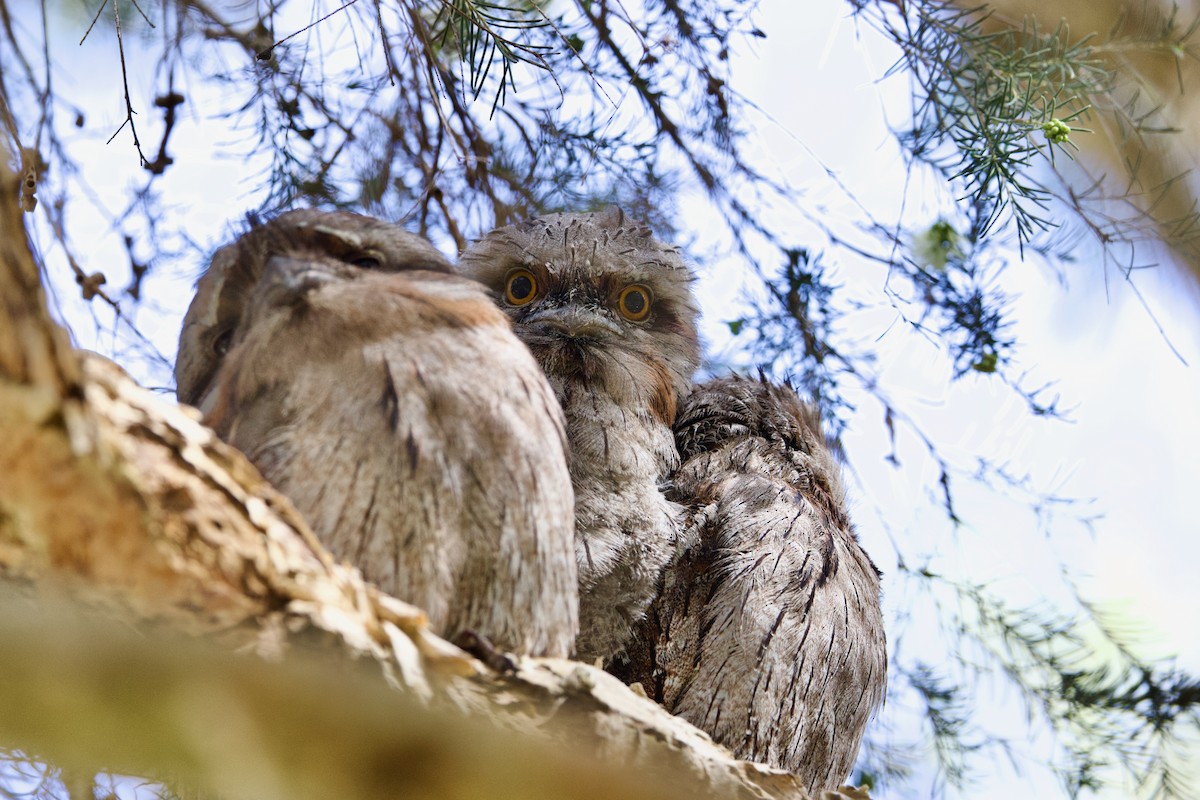 Tawny Frogmouth - ML646592286