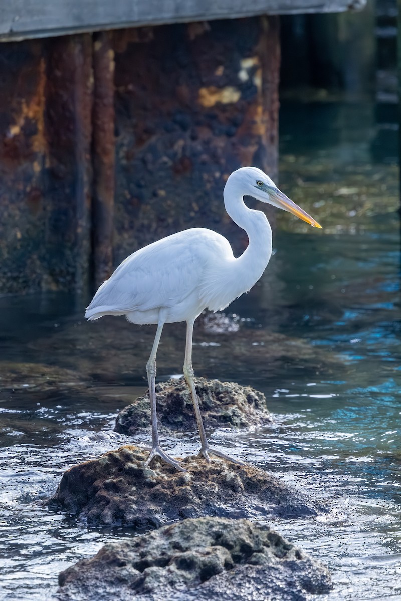 Great Blue Heron (Great White) - ML646592294
