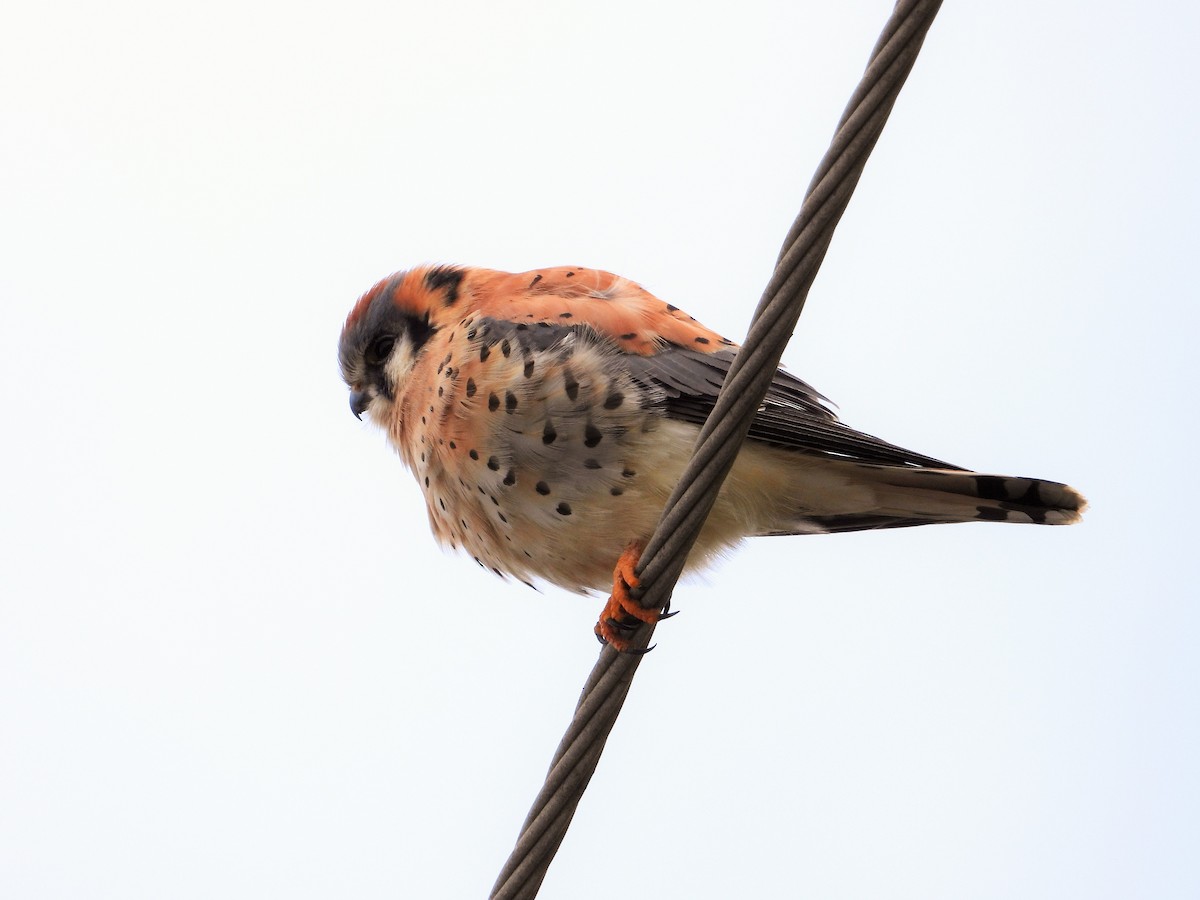 American Kestrel - ML646592295