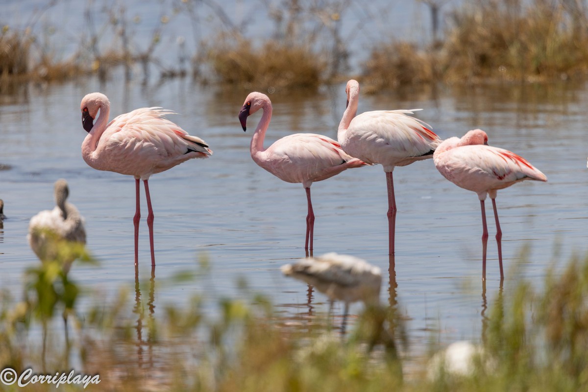 Lesser Flamingo - ML646592296