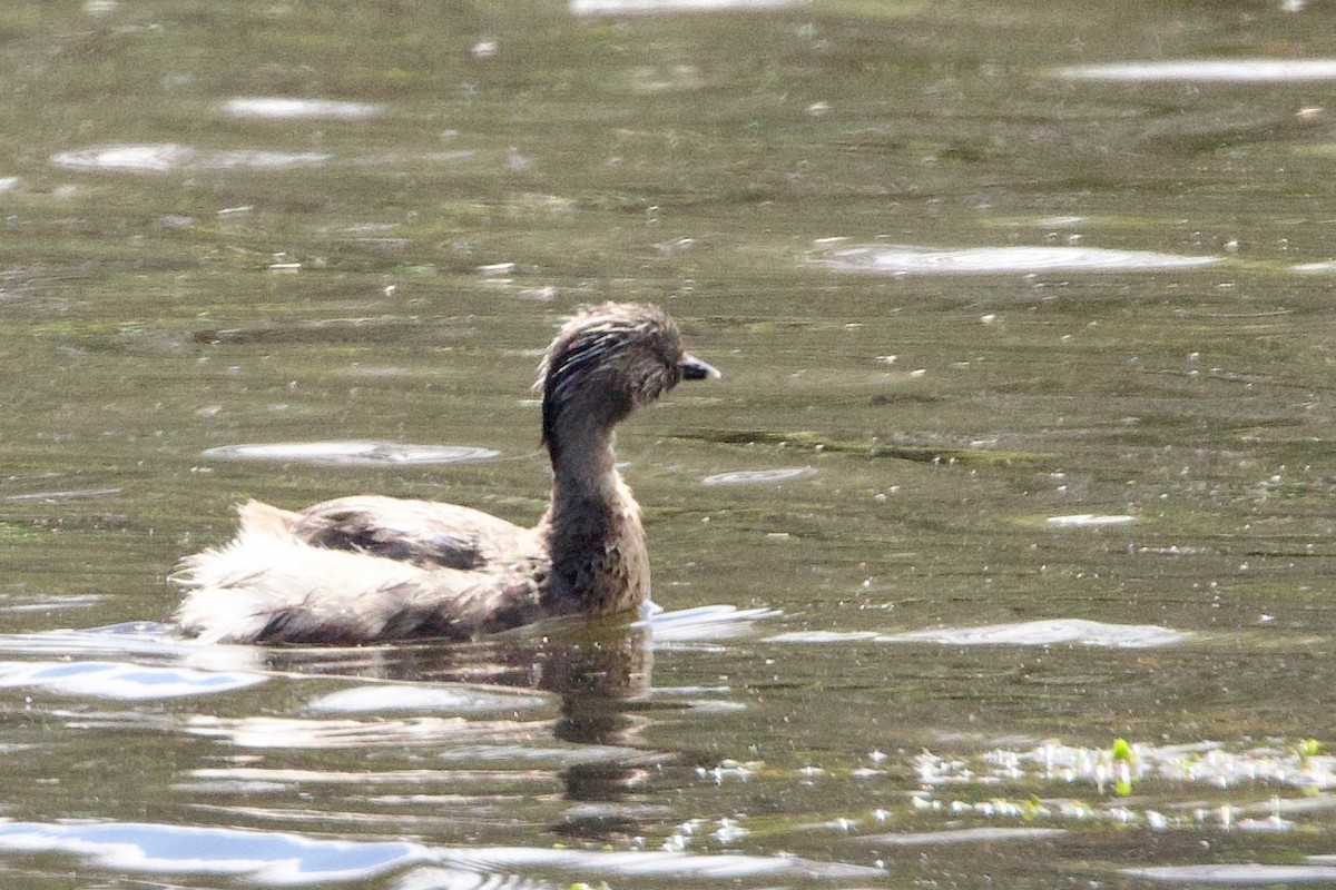 Txilinporta burugrisa - ML646592297