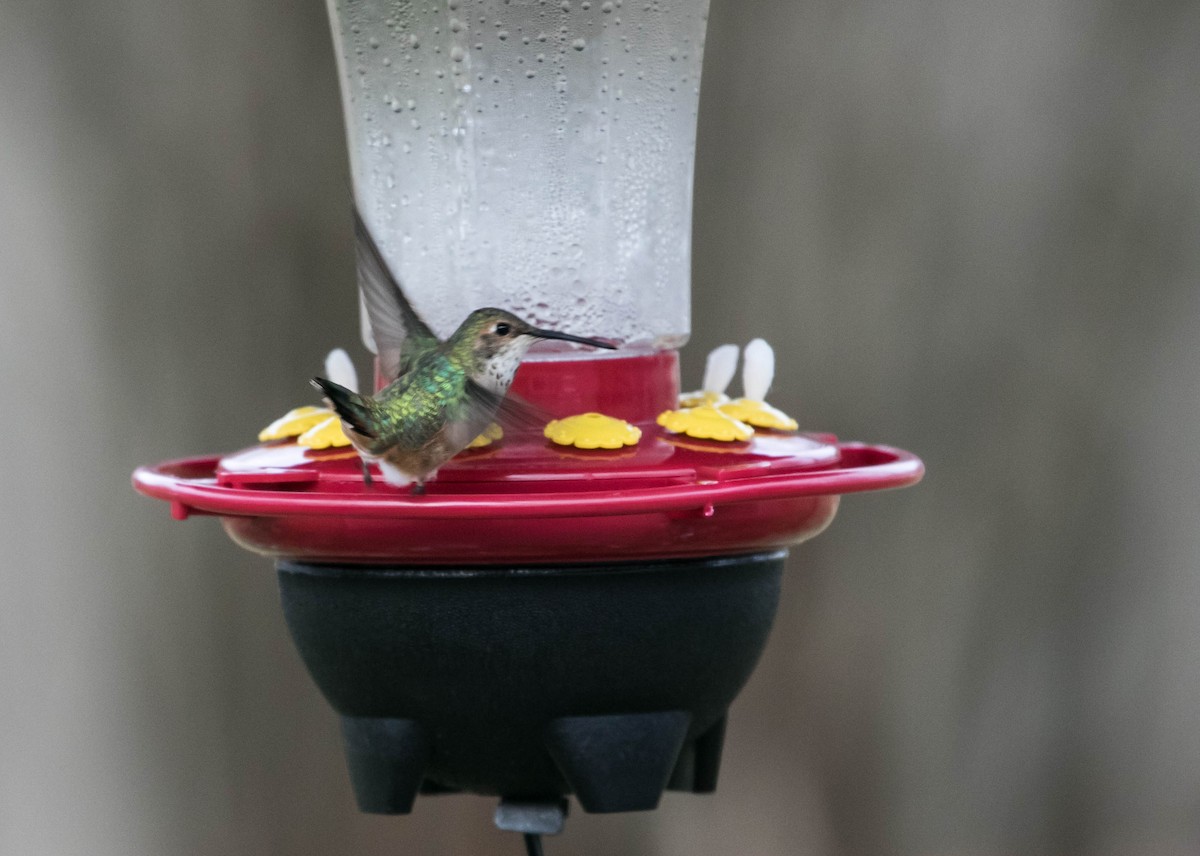 Rufous Hummingbird - ML646592298