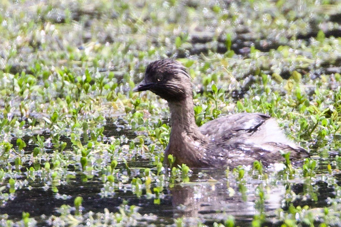 Txilinporta burugrisa - ML646592304