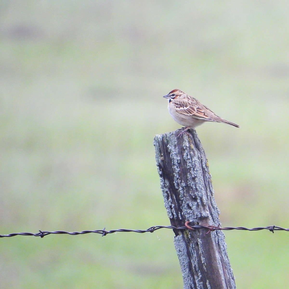 Lark Sparrow - ML646592308
