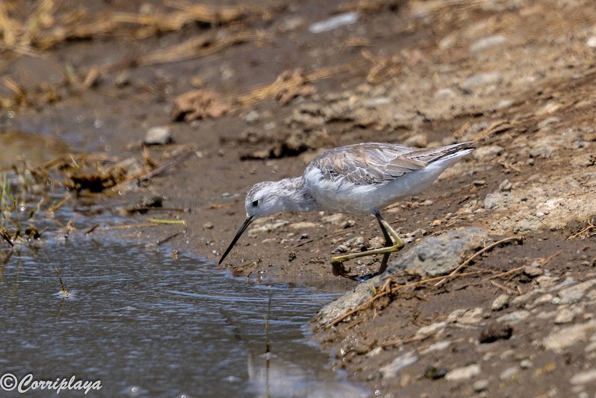 Marsh Sandpiper - ML646592315