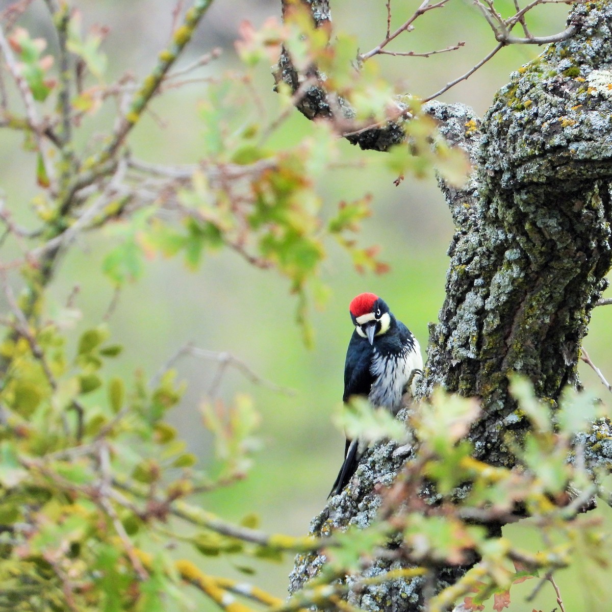 Acorn Woodpecker - ML646592316