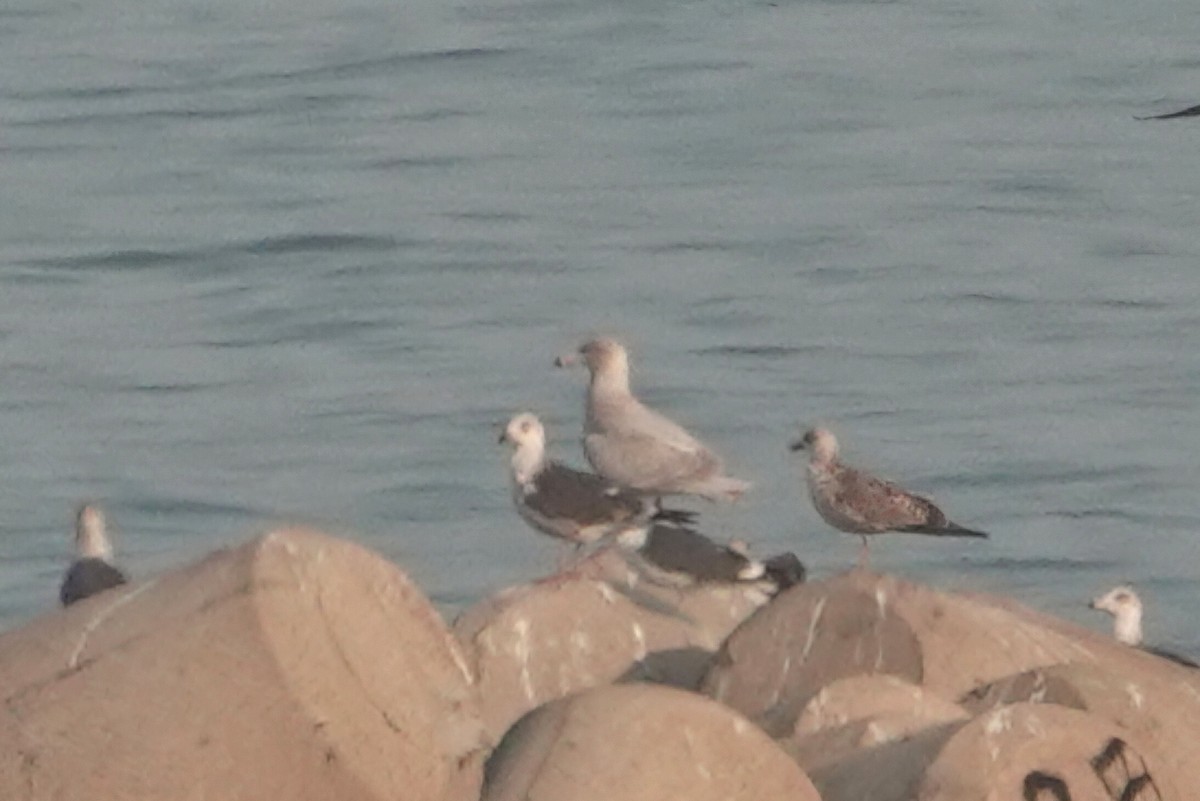 シロカモメ - ML646592317