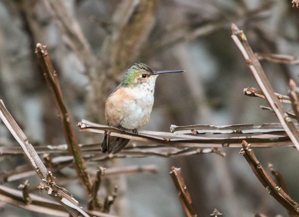 Rufous Hummingbird - ML646592318