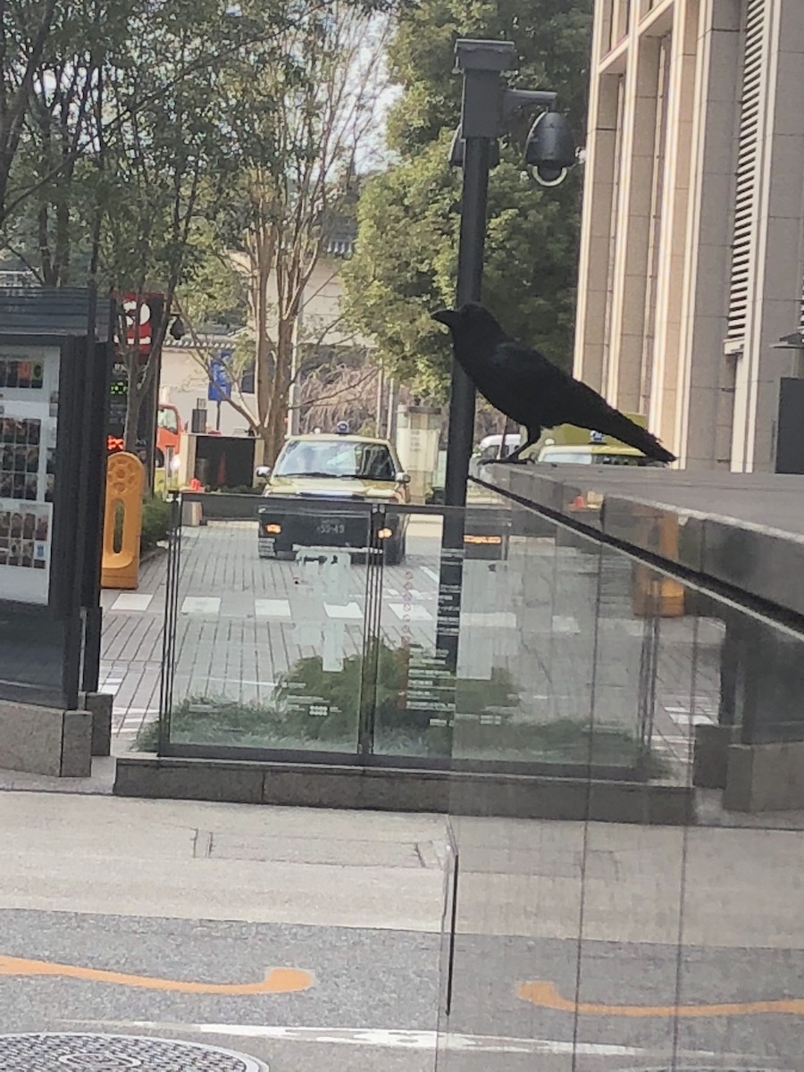 Ворона великодзьоба - ML646592319