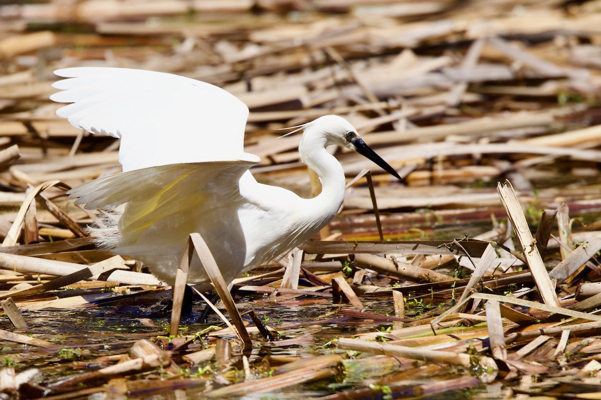 Little Egret - ML646592320