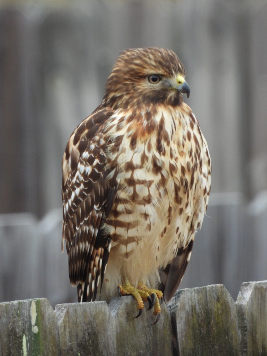 Красноплечий канюк - ML646592325