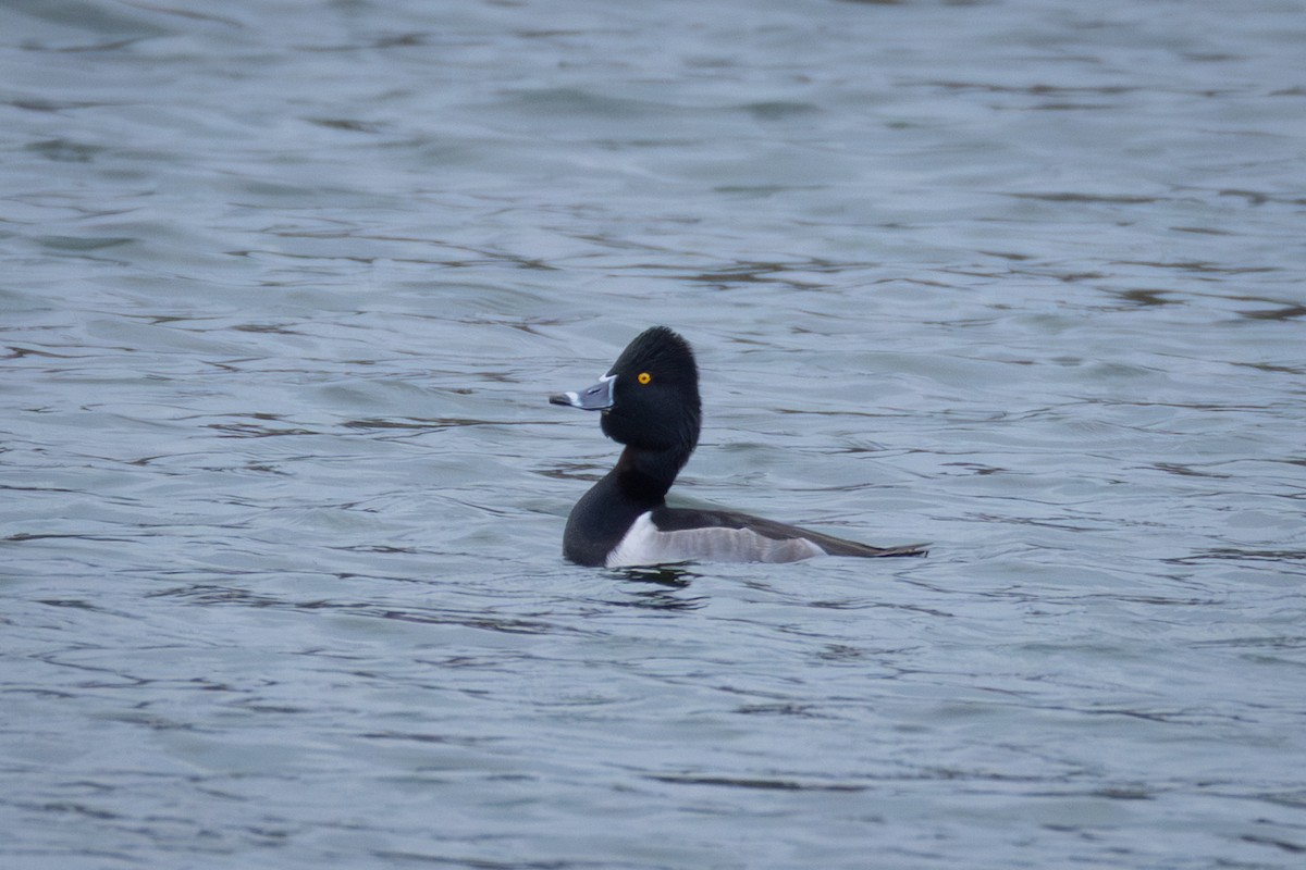 Чернь канадська - ML646592327