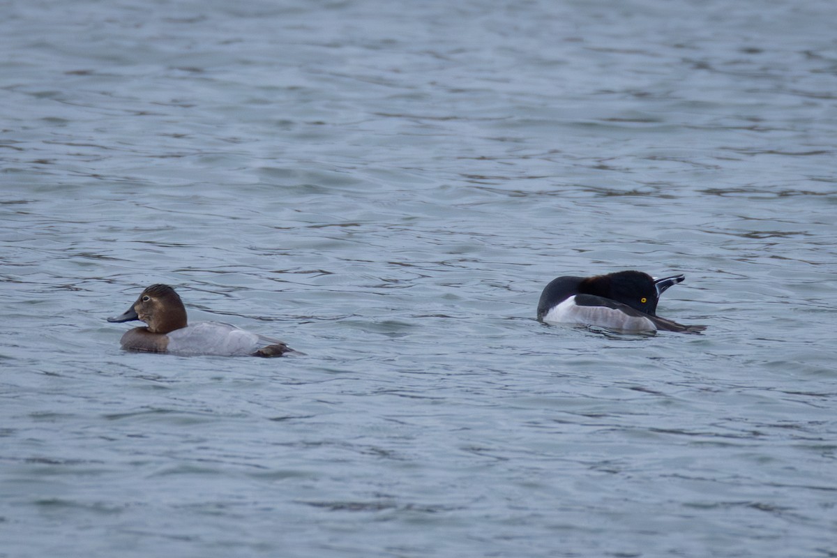 Чернь канадська - ML646592328