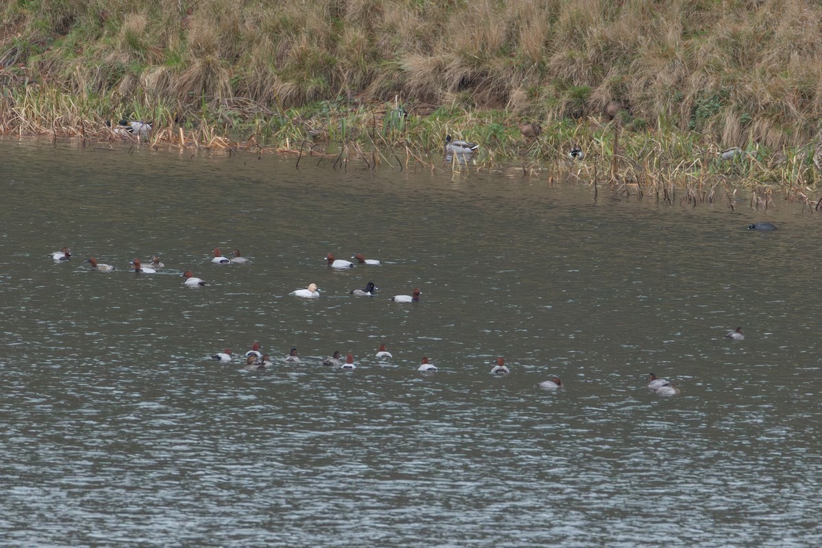 Чернь канадська - ML646592329