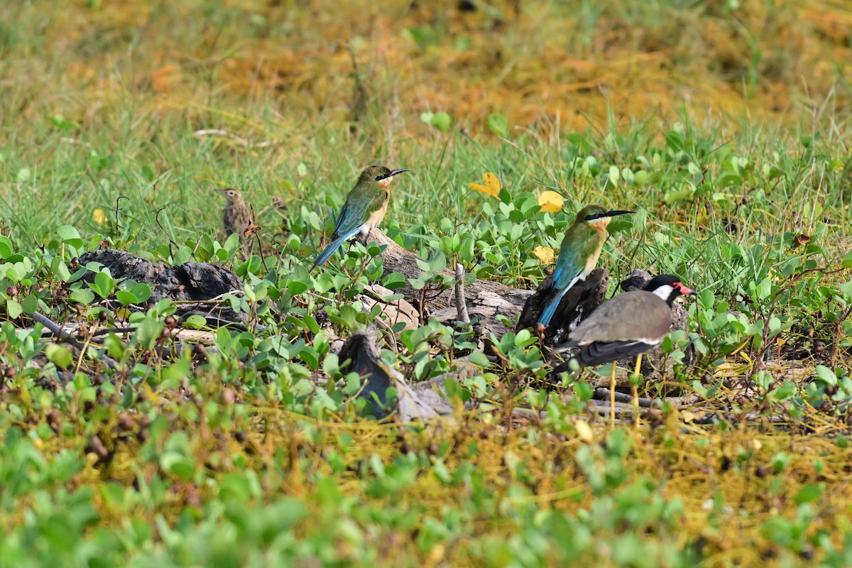Blue-tailed Bee-eater - ML646592331