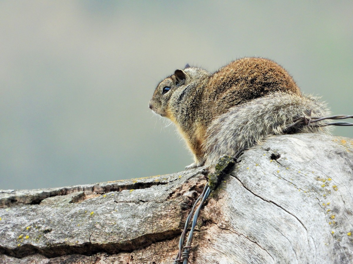 California Ground Squirrel - ML646592332
