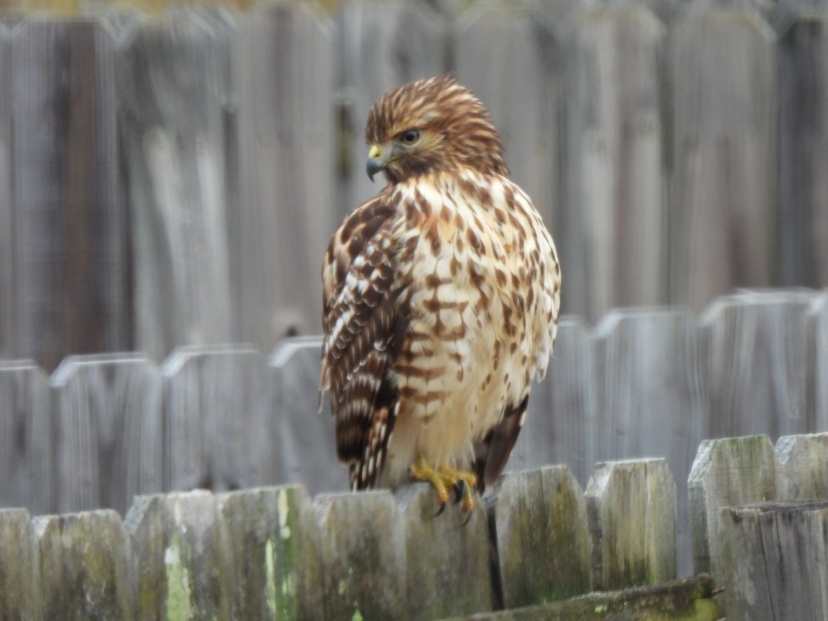 Красноплечий канюк - ML646592334