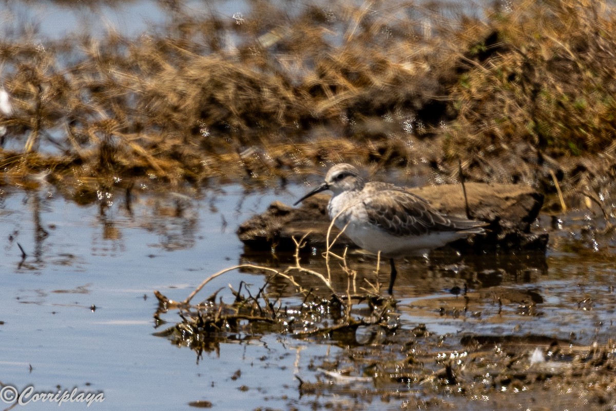 Curlew Sandpiper - ML646592337