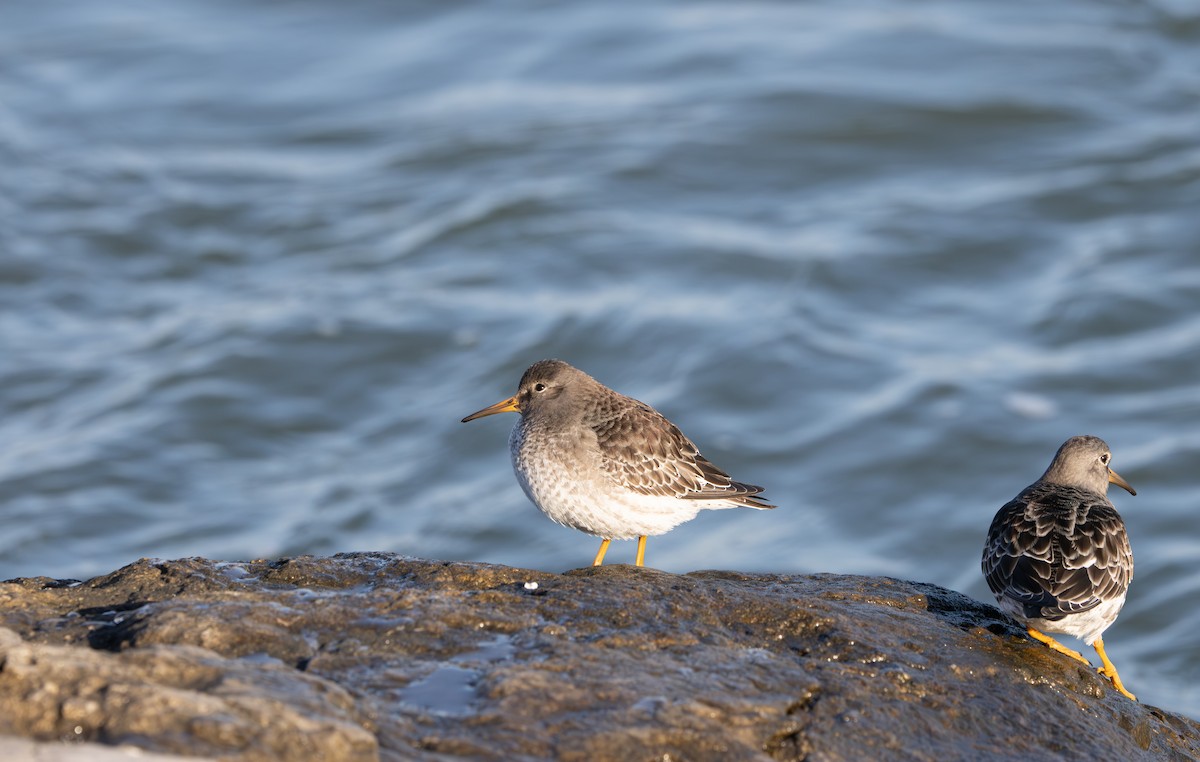 Purple Sandpiper - ML646592338