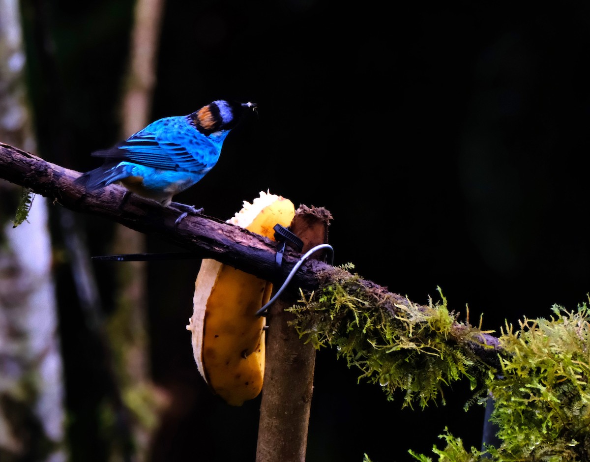 Golden-naped Tanager - ML646592339