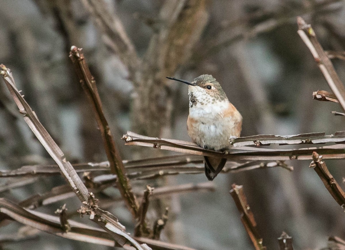Rufous Hummingbird - ML646592345